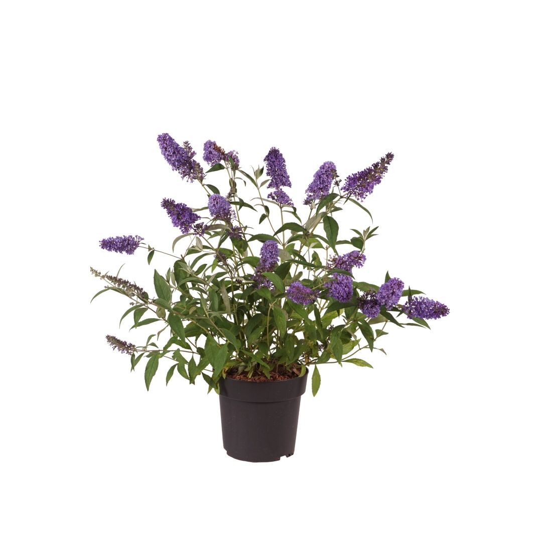 Syyssyrikkä 'Ellens Blue'