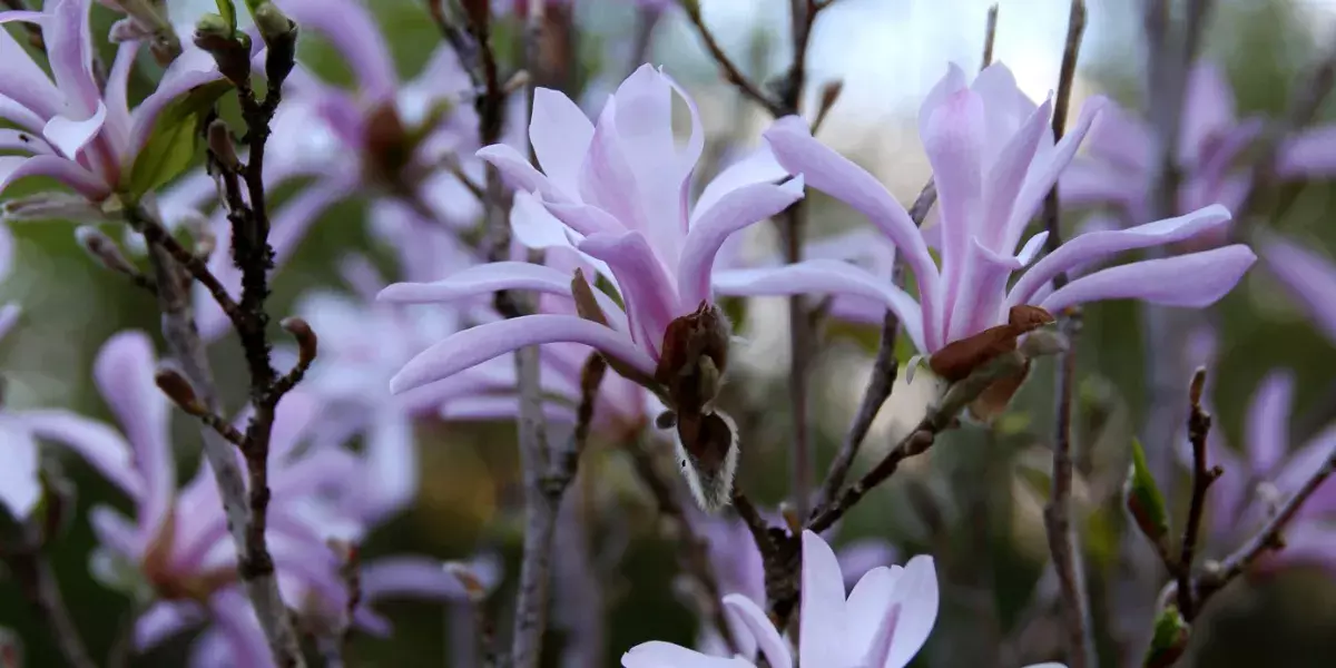 Image.webp?67EEABB70A320E03CA02