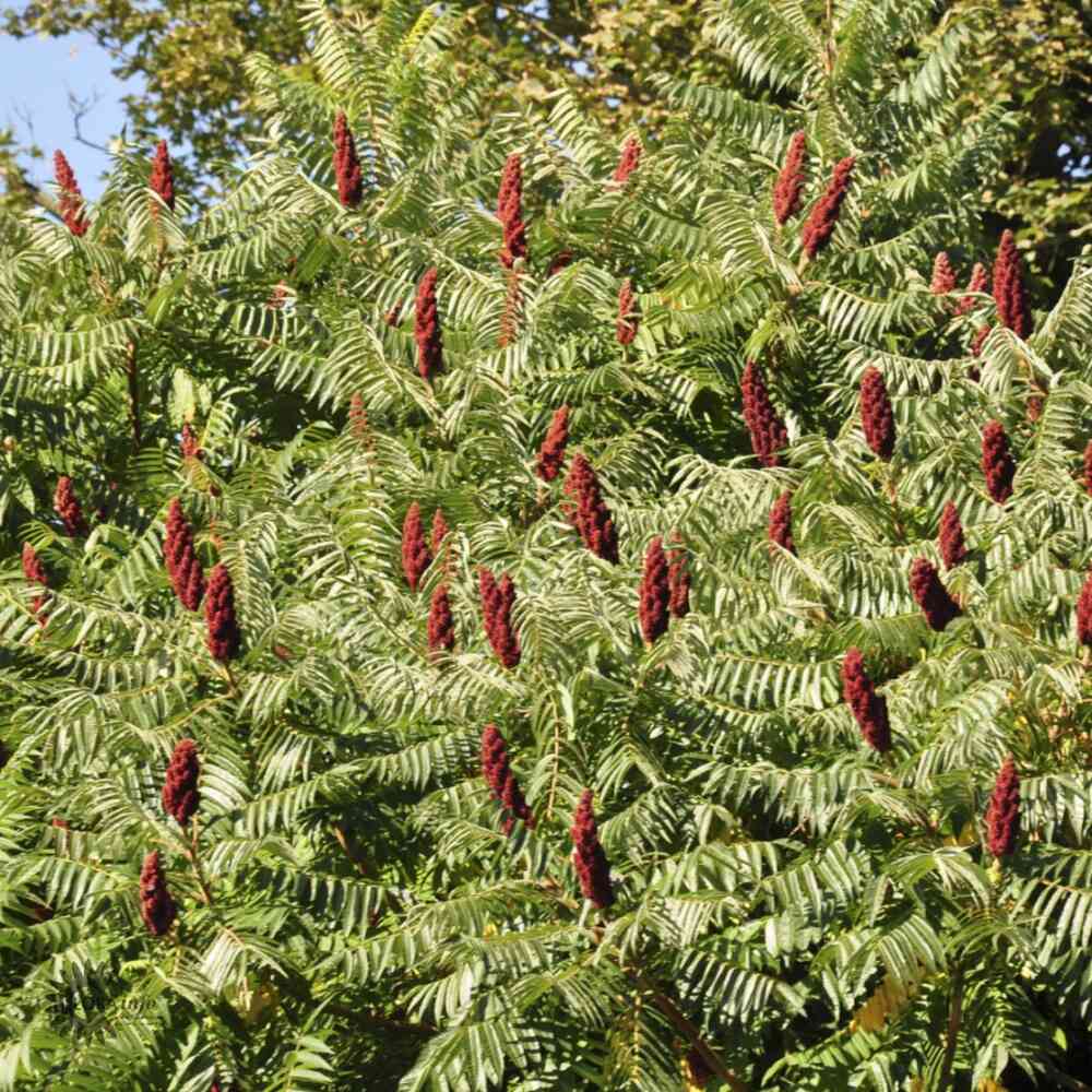 Rhus typhina