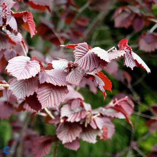Veripähkinäpensas 'Purpurea'