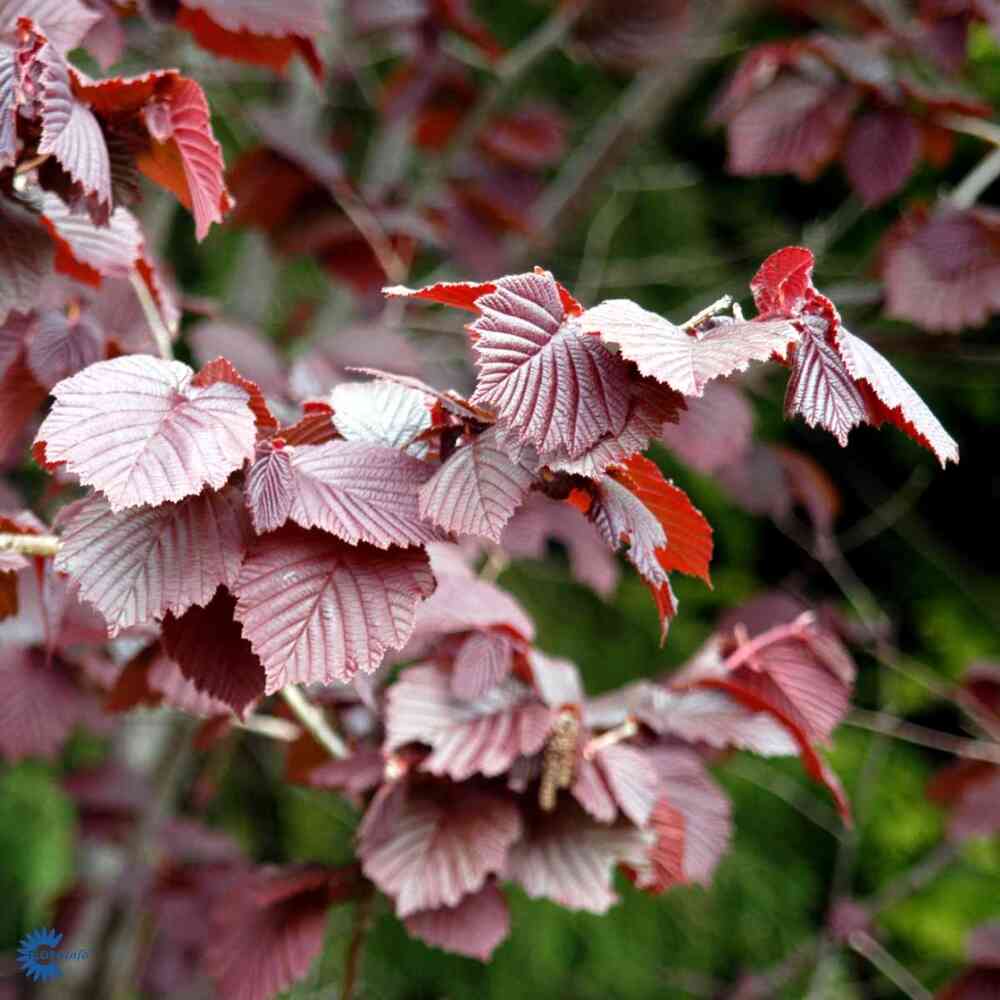 Veripähkinäpensas 'Purpurea'