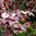 Veripähkinäpensas 'Purpurea'