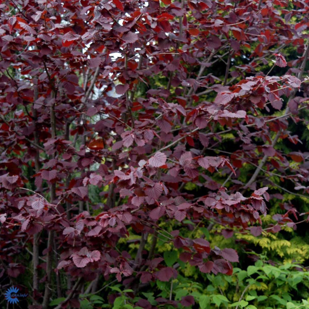 Veripähkinäpensas 'Purpurea'