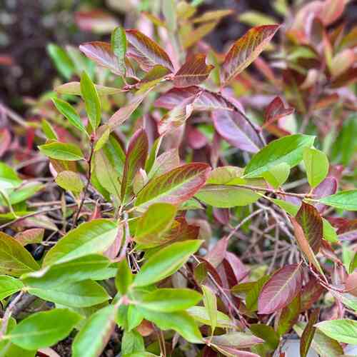 Revontuli Spreader musta-aronia