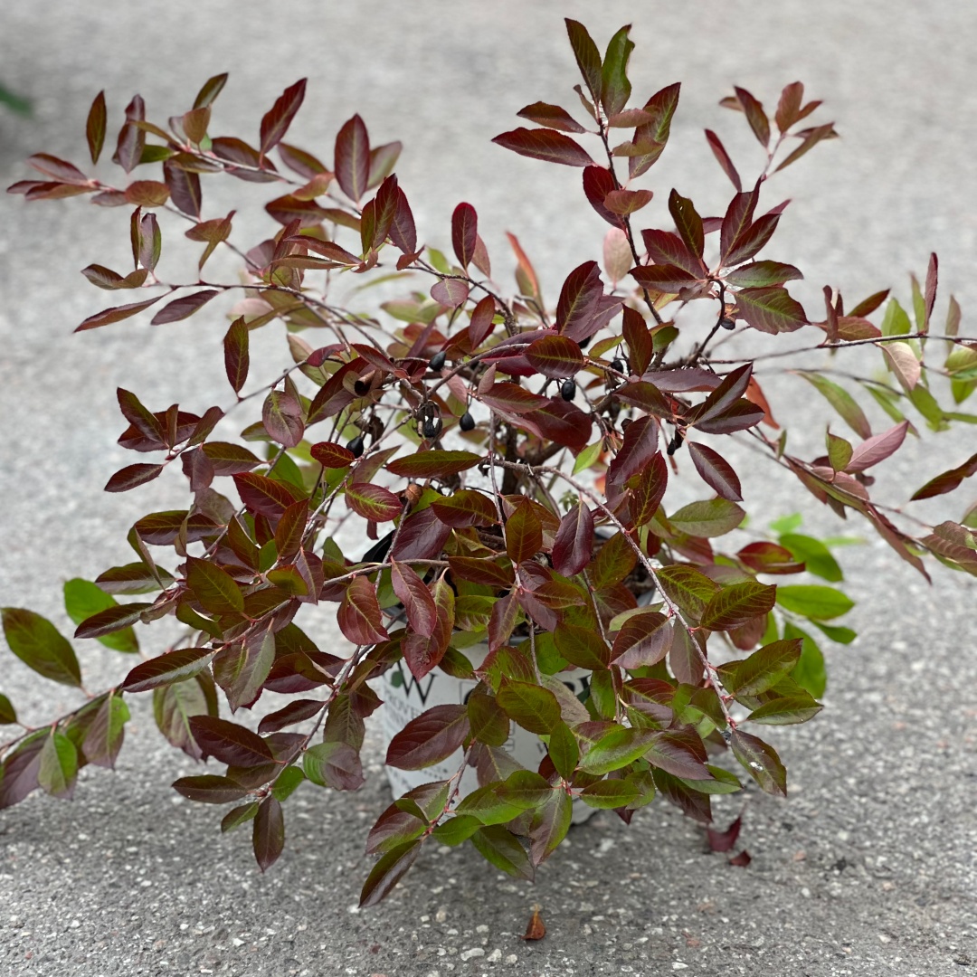 Revontuli Spreader musta-aronia