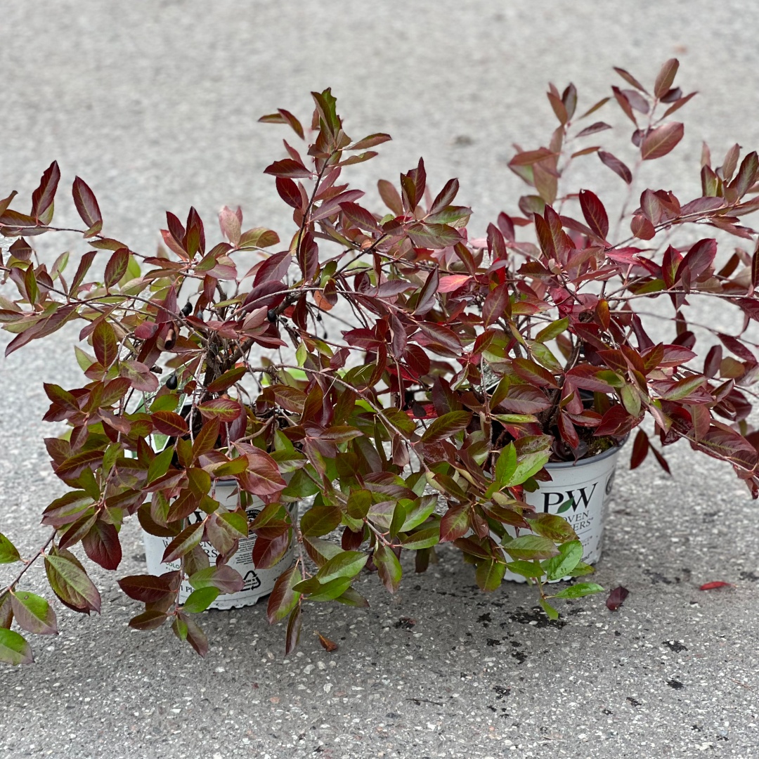 Revontuli Spreader musta-aronia