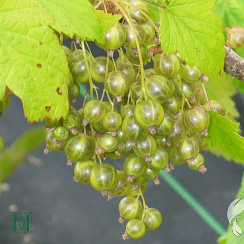 Ribes nigrum