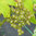 Ribes nigrum