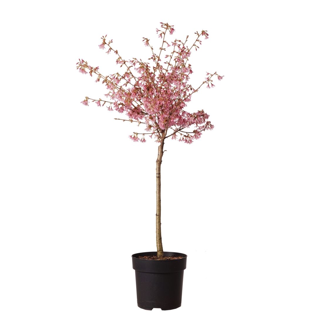 Rungollinen Kuriilienleimukirsikka 'Ruby', runko 40 cm