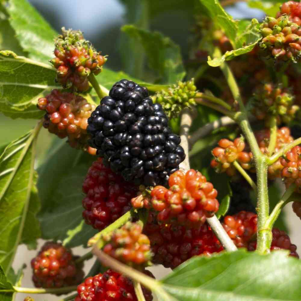 Mulperi 'Mojo Berry'®