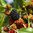 Mulperi 'Mojo Berry'®