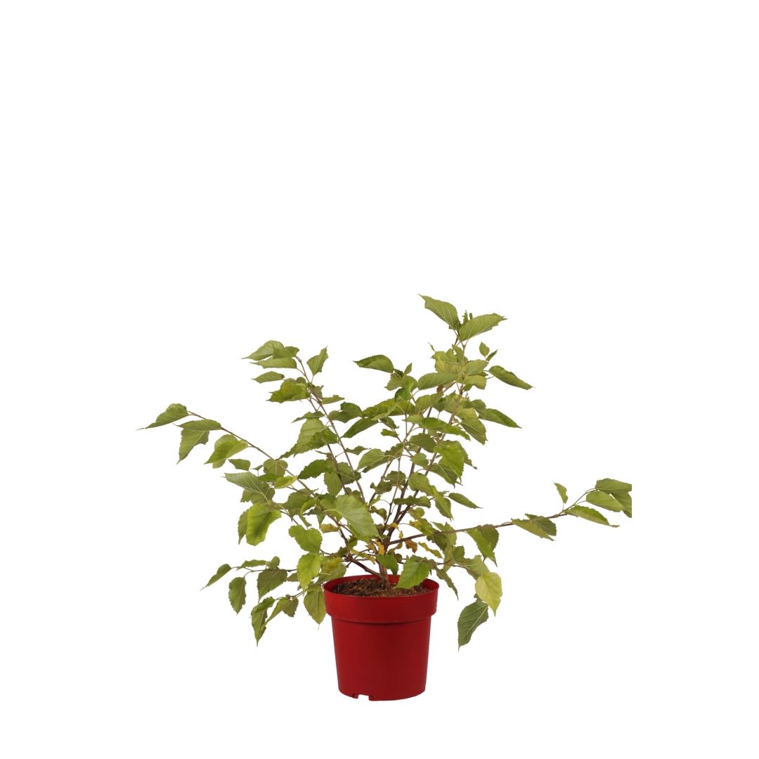 Mulperi 'Mojo Berry'®