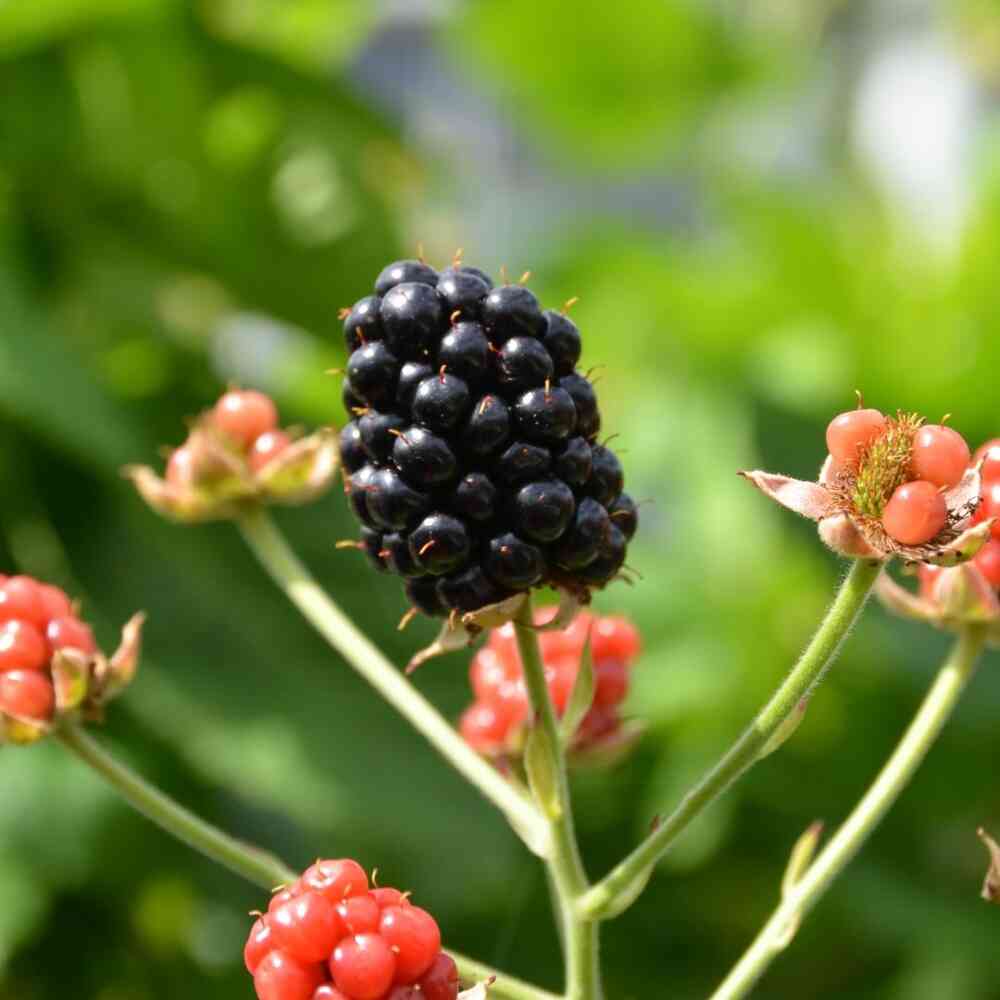 Karhunvattu Brazelberry® 'Baby Cakes'
