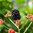 Karhunvattu Brazelberry® 'Baby Cakes'