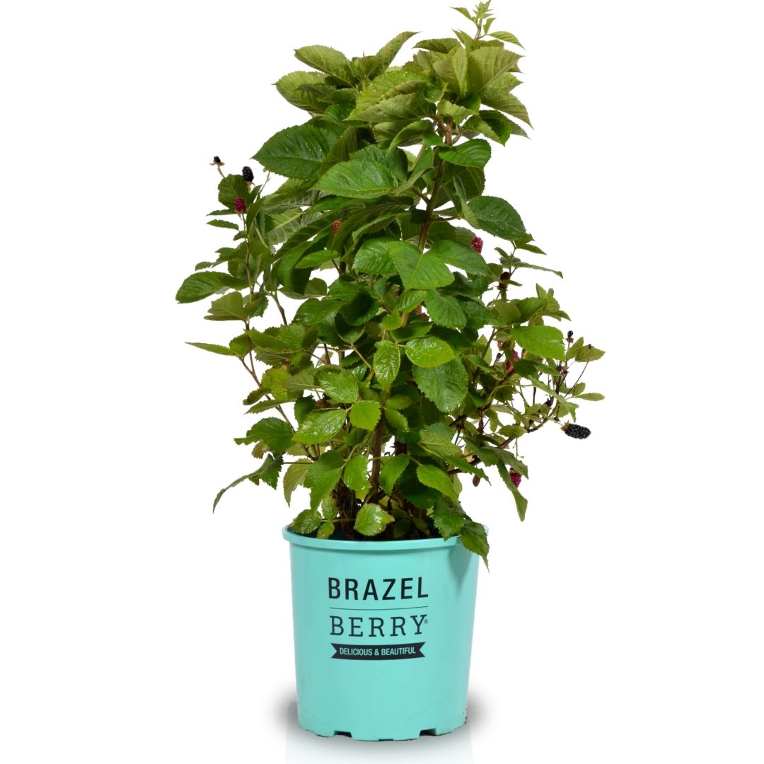 Karhunvattu Brazelberry® 'Baby Cakes'