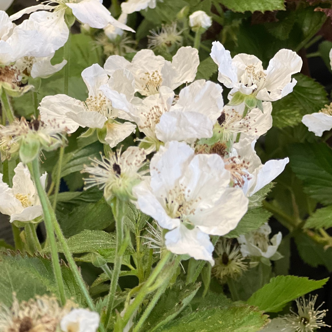 Karhunvattu Brazelberry® 'Baby Cakes'
