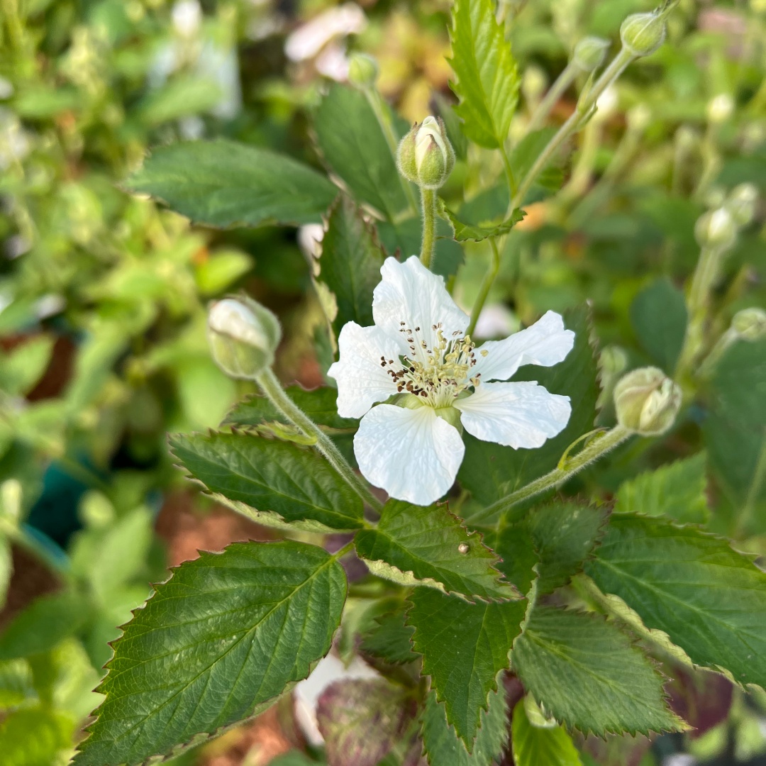 Karhunvattu Brazelberry® 'Baby Cakes'