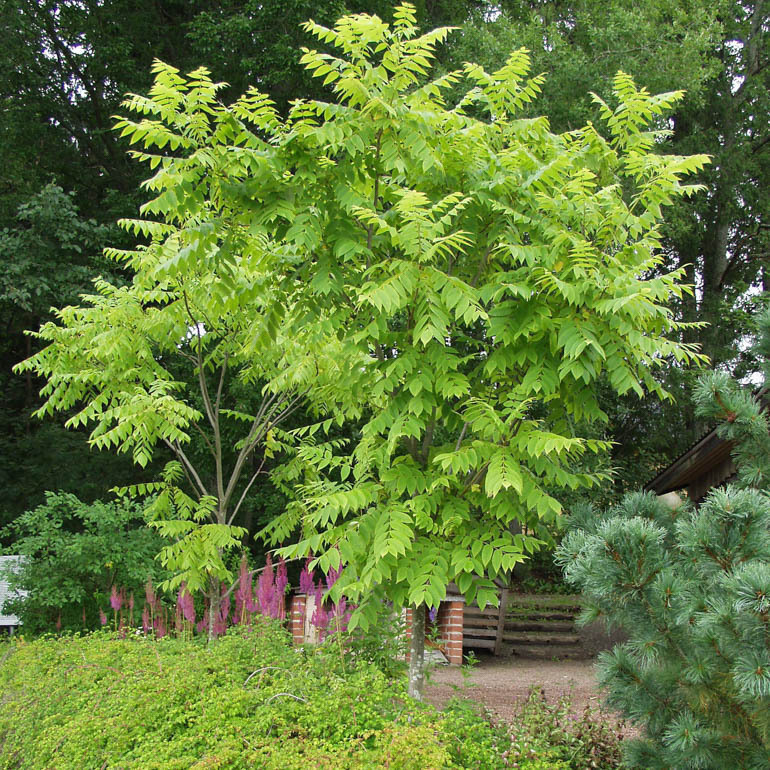 Juglans mandshurica