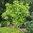 Juglans mandshurica