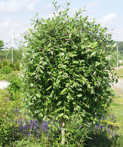 Salix caprea ’Pendula’