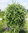 Salix caprea ’Pendula’