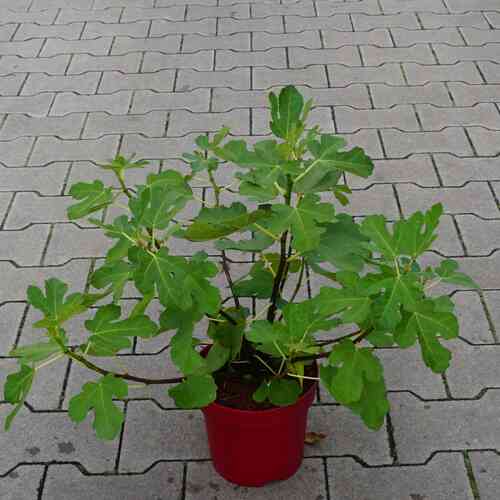 Aitoviikuna 'Little Miss Figgy'®