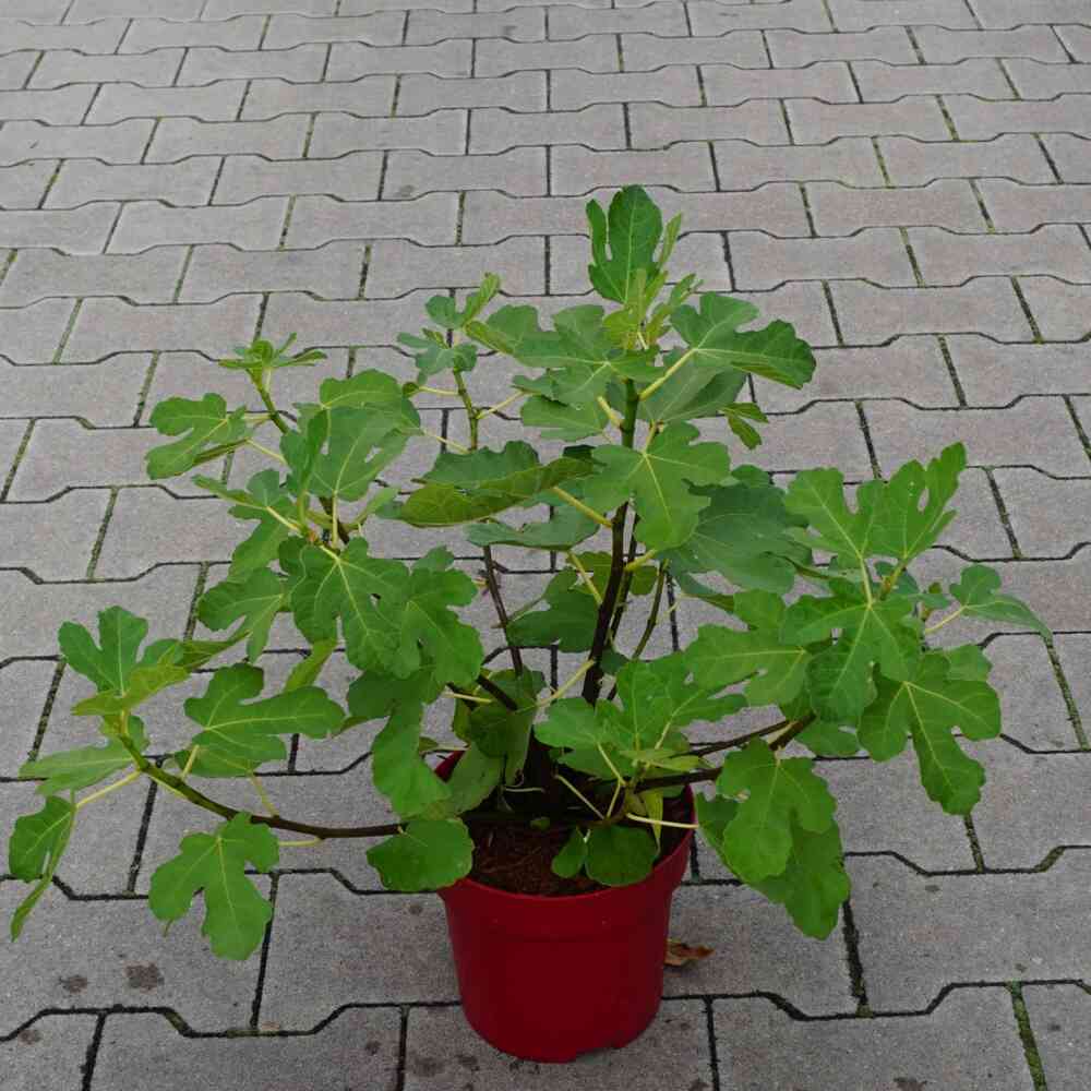 Aitoviikuna 'Little Miss Figgy'®
