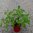 Aitoviikuna 'Little Miss Figgy'®