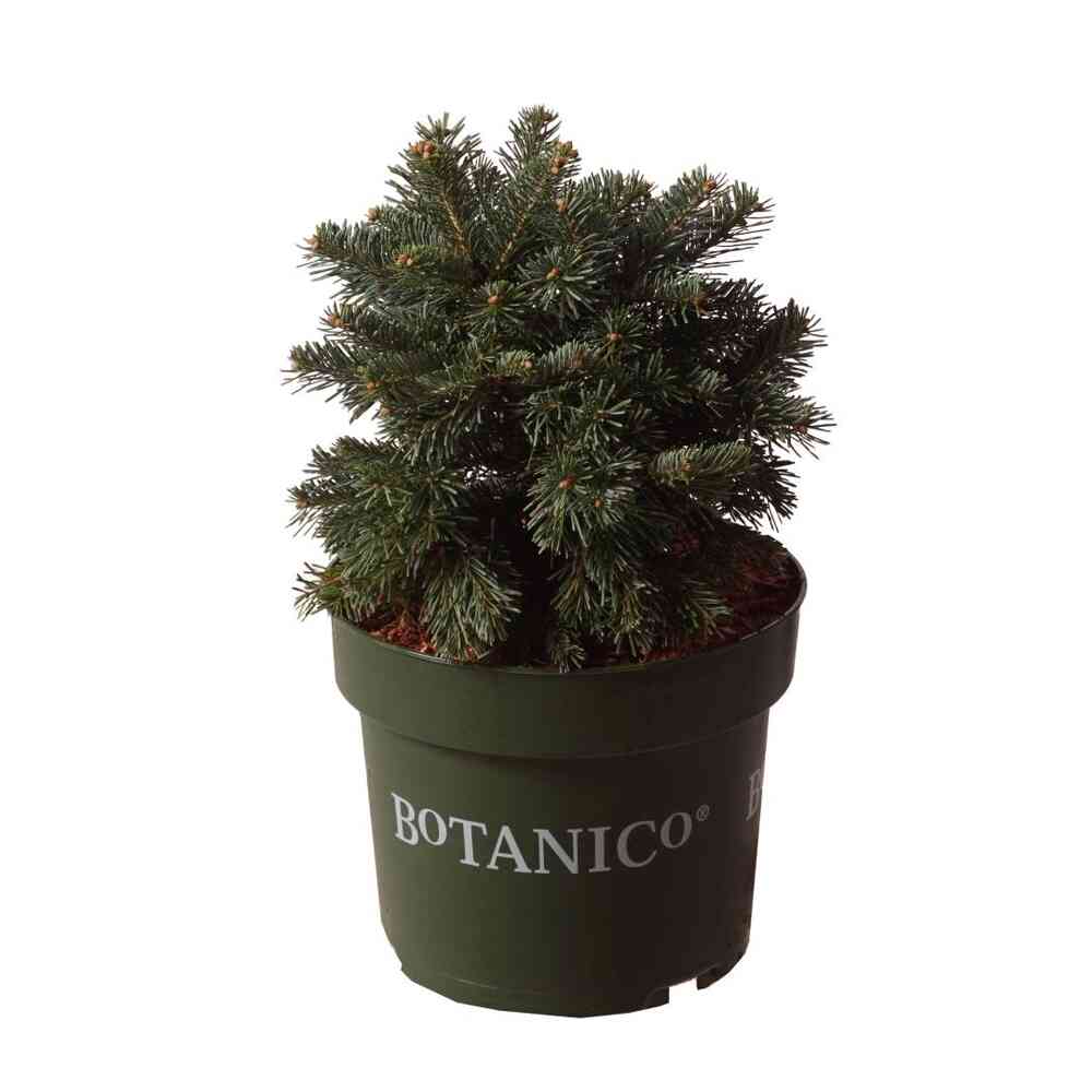 Pallolännenpihta 'Green Globe'