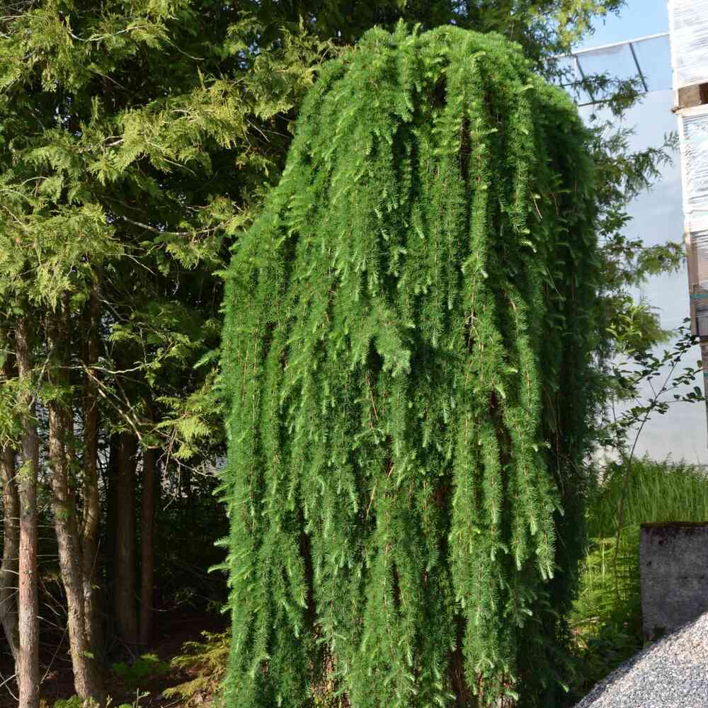 Rungollinen riippajapaninlehtikuusi Stiff Weaper, runko 180 cm
