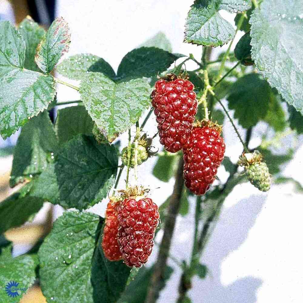 Rubus 'Tayberry'