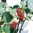Rubus 'Tayberry'