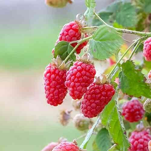 Taybär 'Tayberry'® 30-40 cm