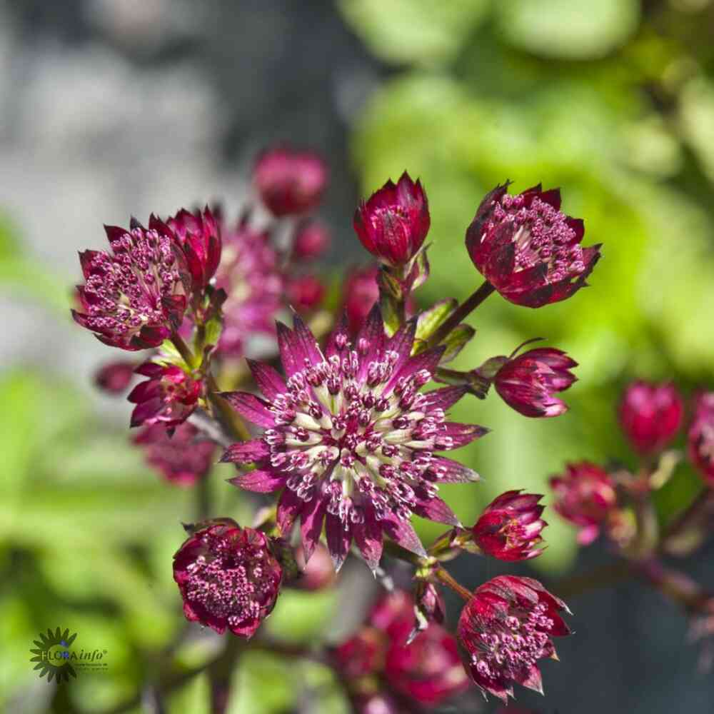 Isotähtiputki 'Red Sparkling Stars'