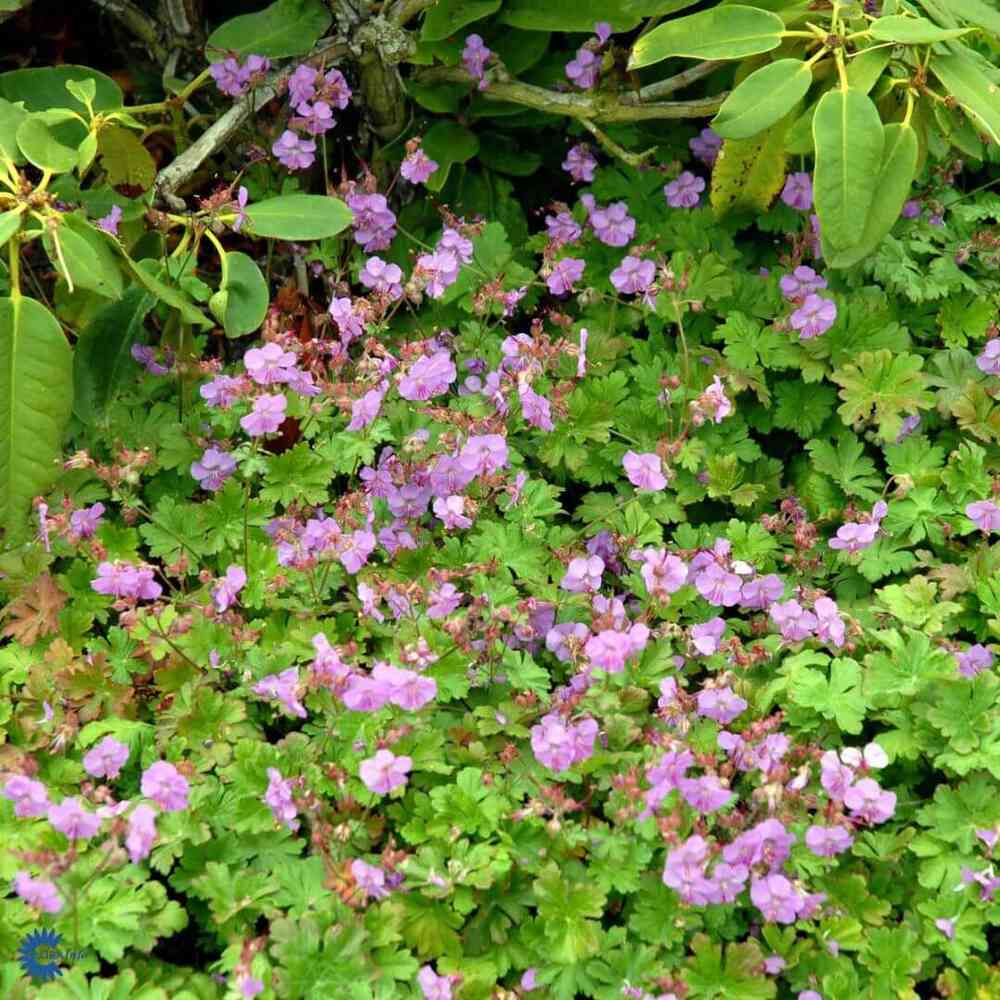 Peittokurjenpolvi 'Karmina'