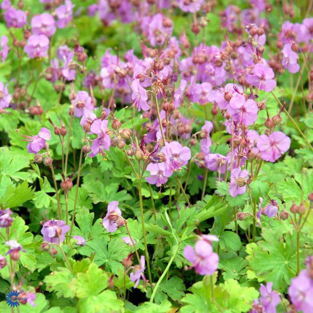 Peittokurjenpolvi 'Karmina'