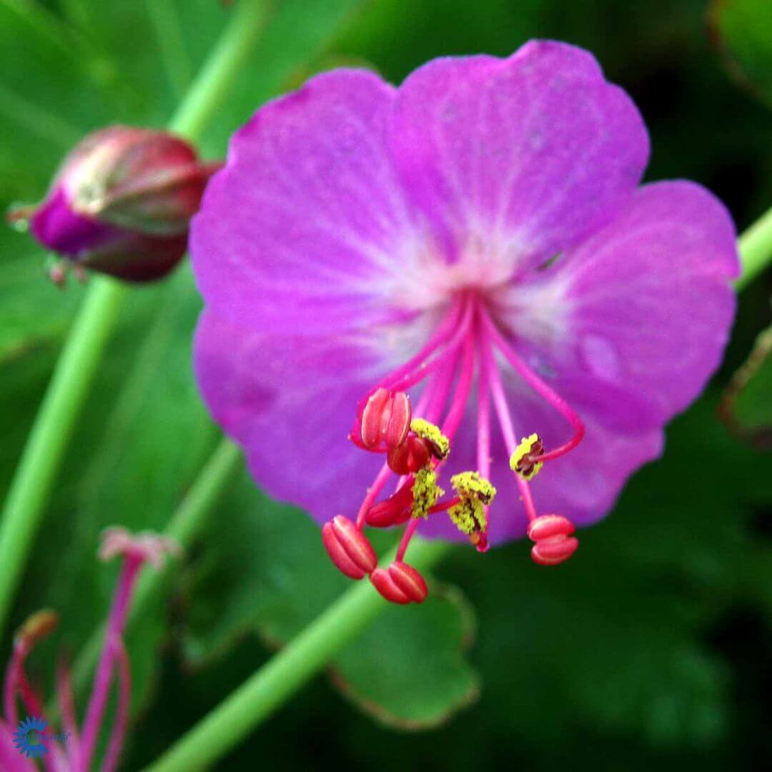 Peittokurjenpolvi 'Karmina'