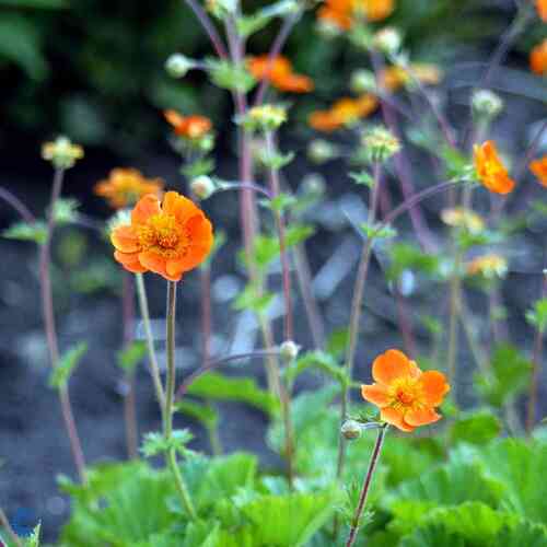 Geum coccineum