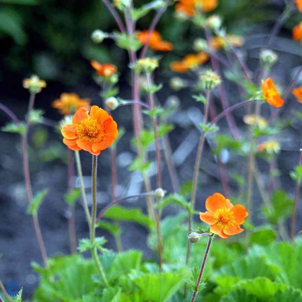 Geum coccineum