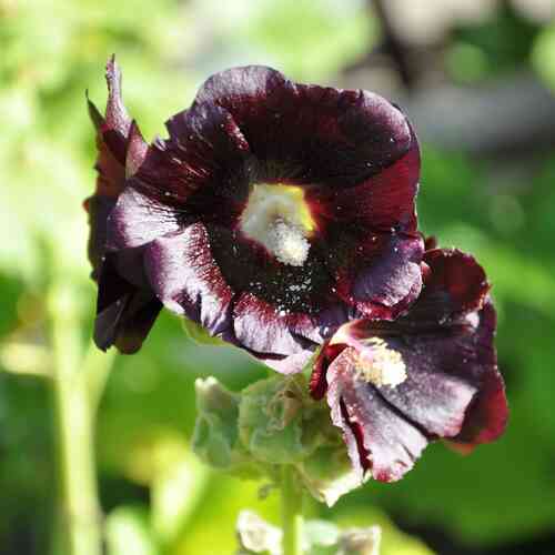 Tarhasalkoruusu  'Black Night'