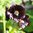 Tarhasalkoruusu 'Black Night'