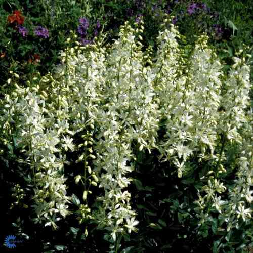 Mooseksenpalavapensas 'Alba'