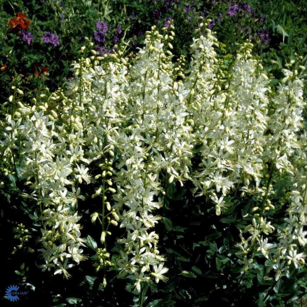 Mooseksenpalavapensas 'Alba'