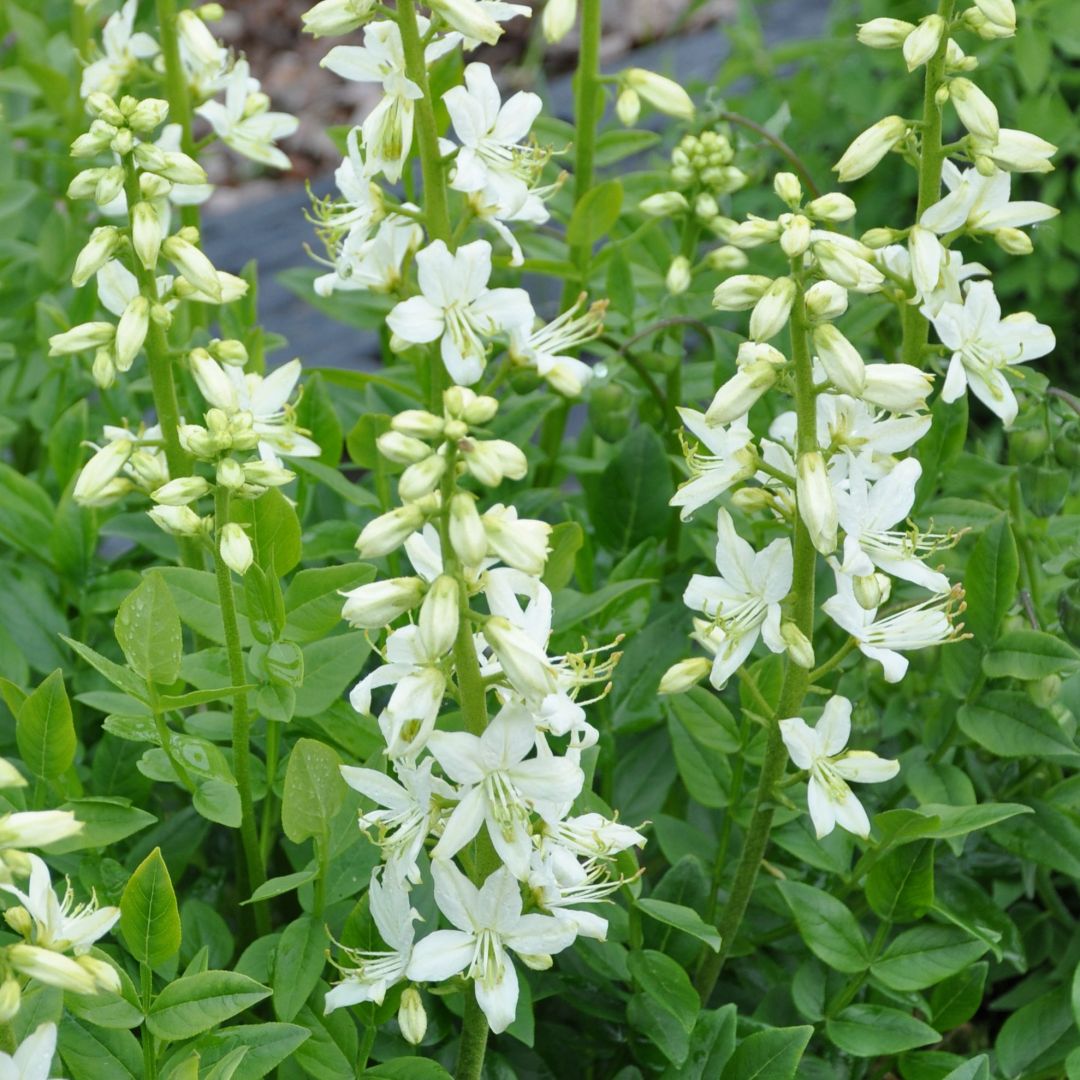 Mooseksenpalavapensas 'Alba'