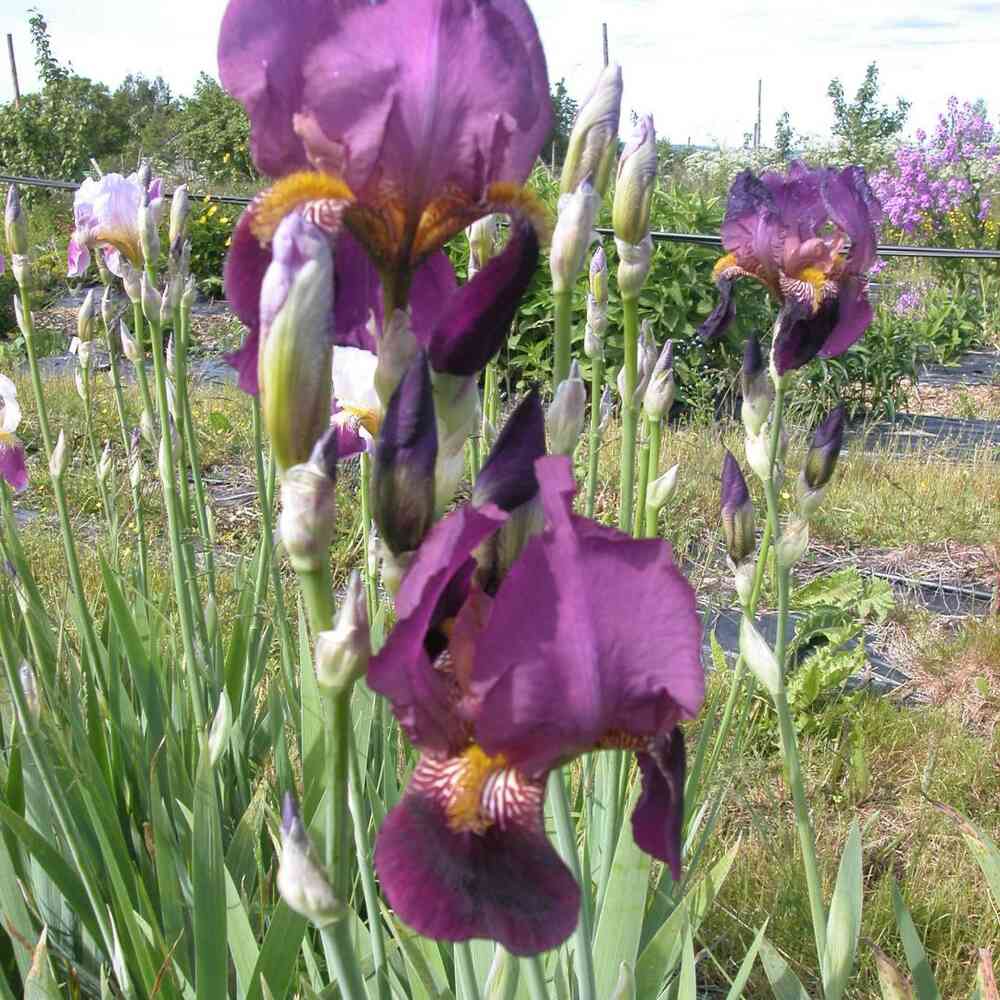 Tarhakurjenmiekka 'Imperator'