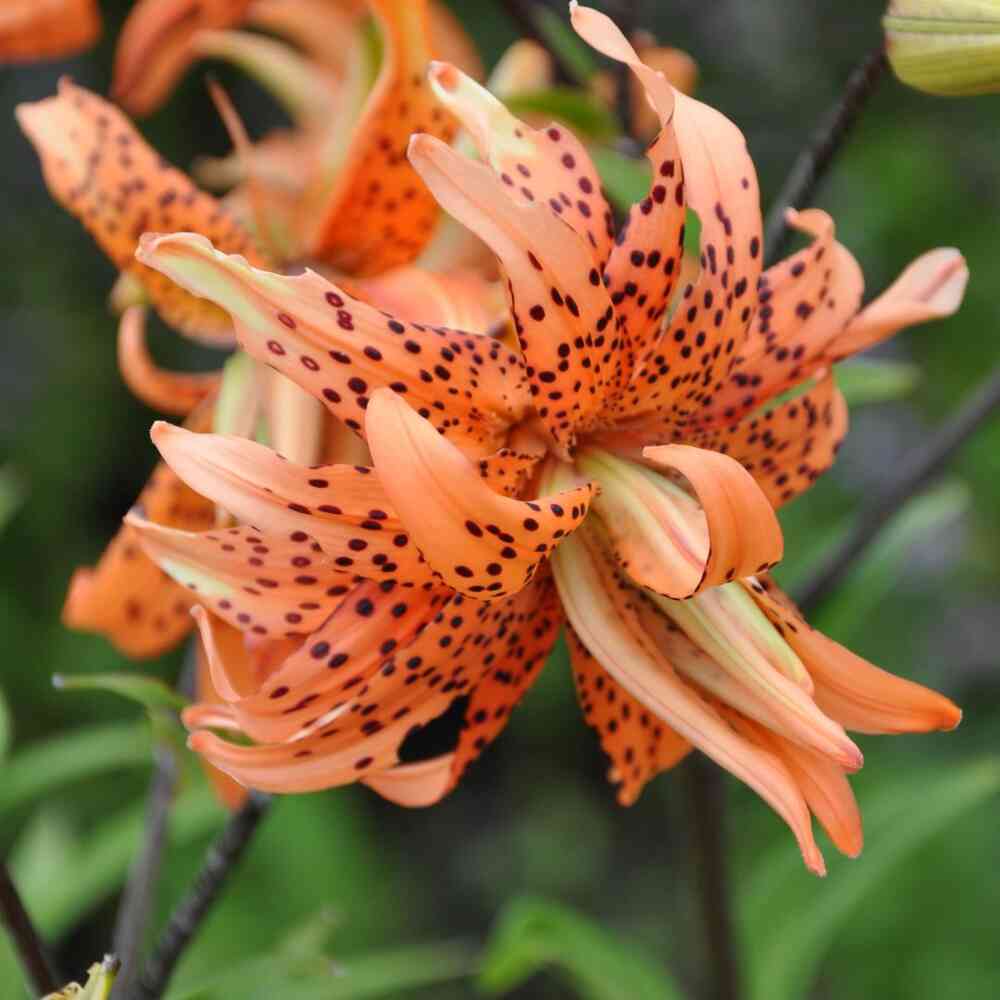 Tiikerinlilja 'Flore Pleno'