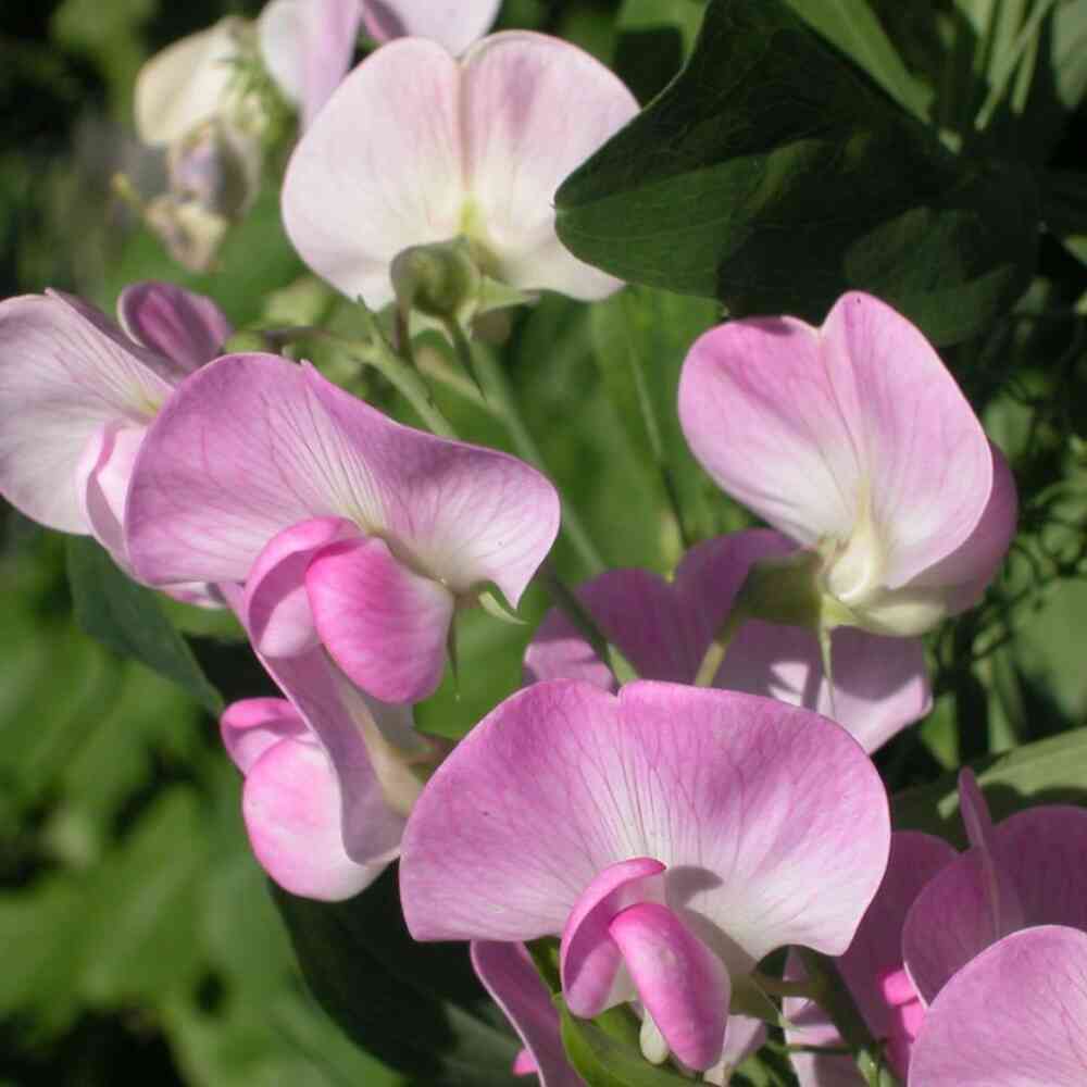 Ruusunätkelmä 'Rosa Pearl'