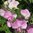 Ruusunätkelmä 'Rosa Pearl'