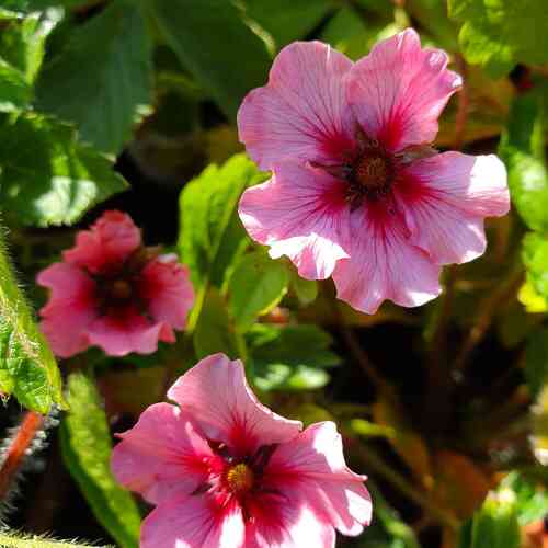 Nepalinhanhikki  'Helen Jane'