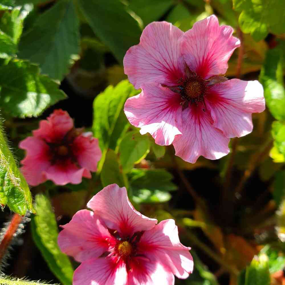 Nepalinhanhikki 'Helen Jane'